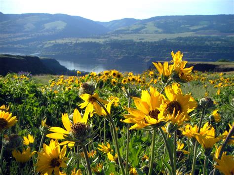 The Best Trail to See Oregon's High Desert Wildflowers - Uncommon Path – An REI Co-op Publication