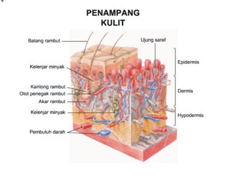 Anatomi Kulit - Mengenal Lapisan-Lapisan Kulit Tubuh Manusia » DokterCantik.com