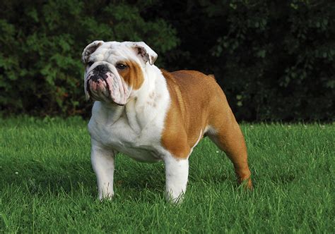 British Bulldog Breeds