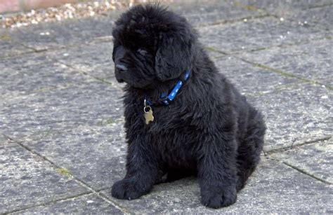 Black newfoundland puppy.JPG