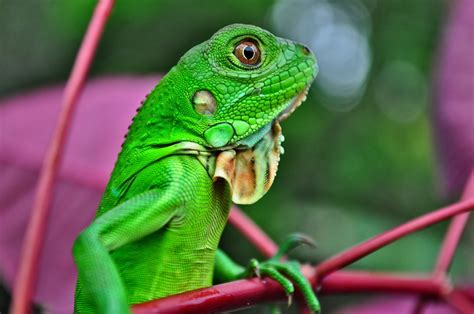 ¿Qué comen las iguanas verdes? | Todo lo que necesitas saber