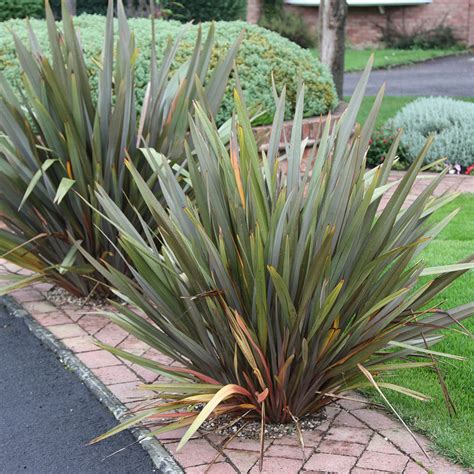 Buy New Zealand flax Phormium tenax: Delivery by Crocus