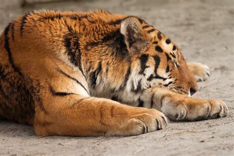 Tiger sleeping stock photo. Image of stripe, carnivore - 3606208