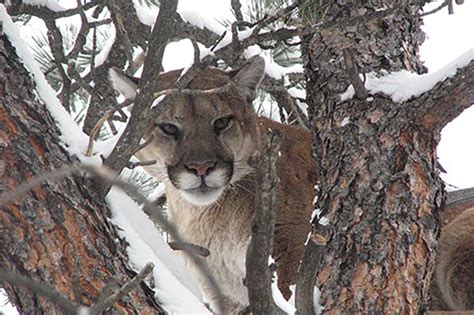 Safari Club Supports Science Based Management of Colorado Mountain ...