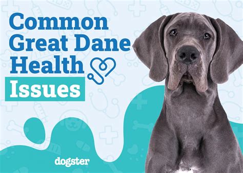 Great Dane Health Issues: 9 Common Problems to Watch For (Vet Answer ...