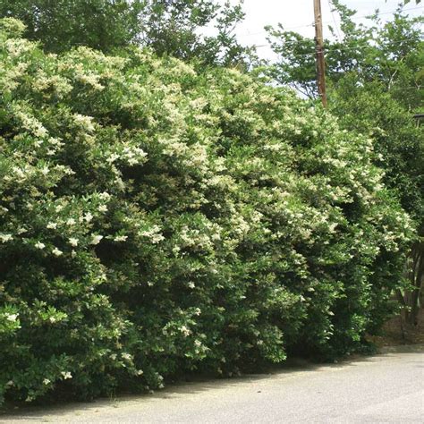 Waxleaf Privet Hedge - Ligustrum japonicum for Sale - Brighter Blooms Nursery – BrighterBlooms.com