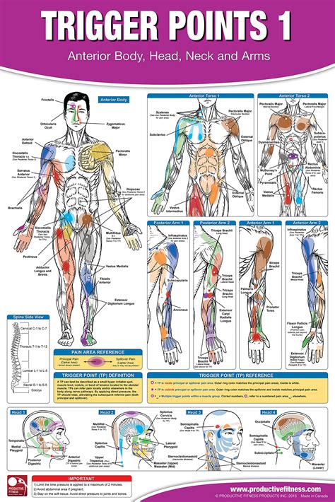 Trigger Point Therapy Chart/Poster Set; Acupressure Charts - Myofascial Trigger Points - Massage ...