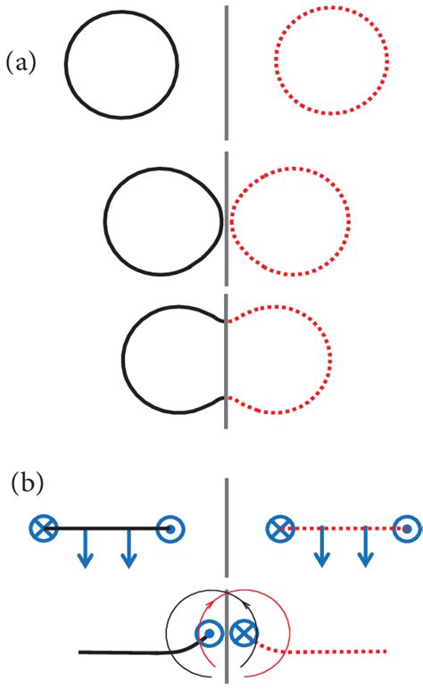 Illustration of a vortex ring (black) to image ring (dotted red ...