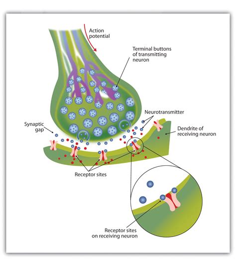 5.1 The Neuron Is the Building Block of the Nervous System – Introduction to Psychology