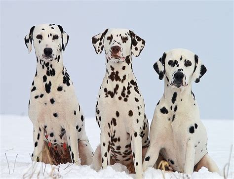 Are Dalmatians Hypoallergenic? - A-Z Animals