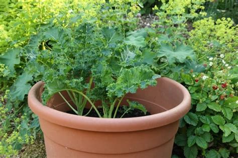 How to grow Kale - in the garden, pot or balcony. | Growing kale ...