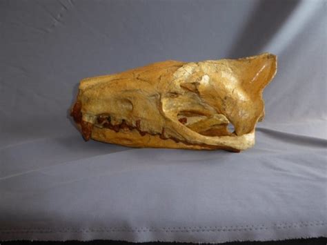 Hyaenodon Skull Replica - SkeletonsAndSkullsSuperstore