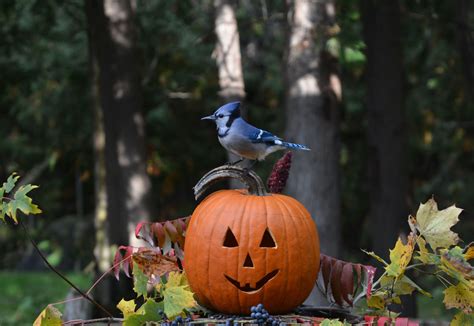 Create A Pumpkin Bird Feeder And More! - Farmers' Almanac