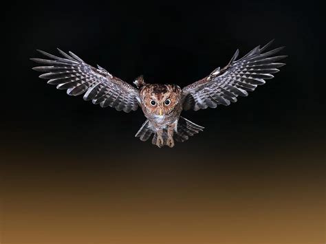 Oriental Scops-Owl Bird Facts (Otus sunia) | Birdfact