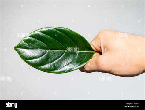 Jackfruit leaf hi-res stock photography and images - Alamy