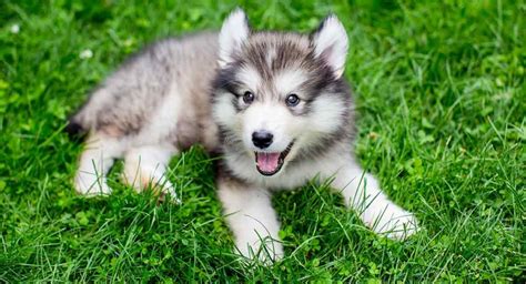 The Siberian Husky Dog Breed Information Center