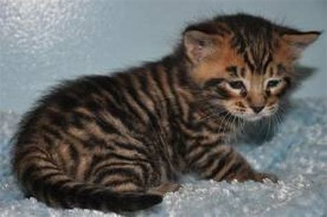 A Cute Gallery of Toyger Kittens