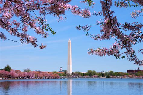 Washington Dc Cherry Blossom Wallpaper