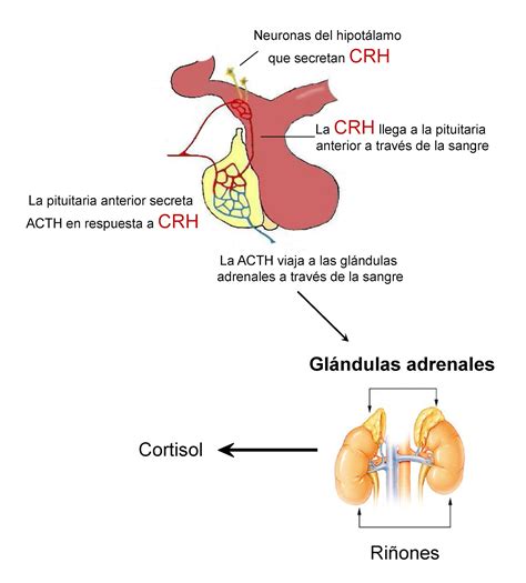 HORMONA ADRENOCORTICOTROPINA PDF