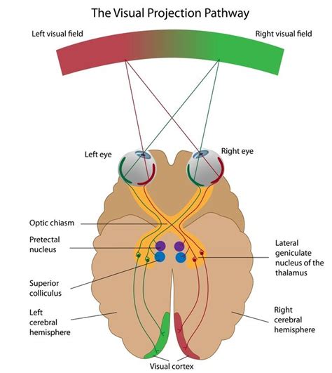 Eye projection pathways | Visual cortex, Basic anatomy and physiology, Brain facts