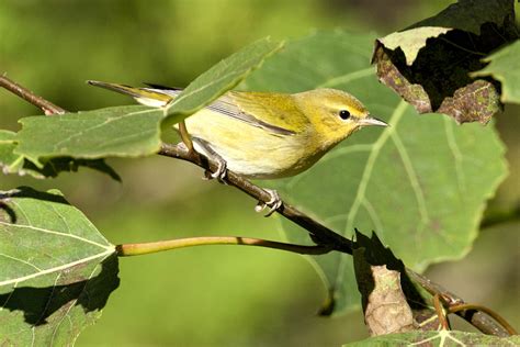 Tennessee Warbler | In Touch With Nature