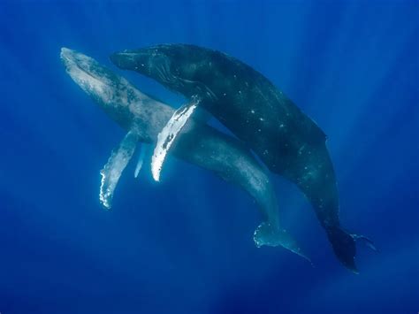 These Photos Are the First to Show Humpback Whales Mating—and Both Are Males | Smithsonian