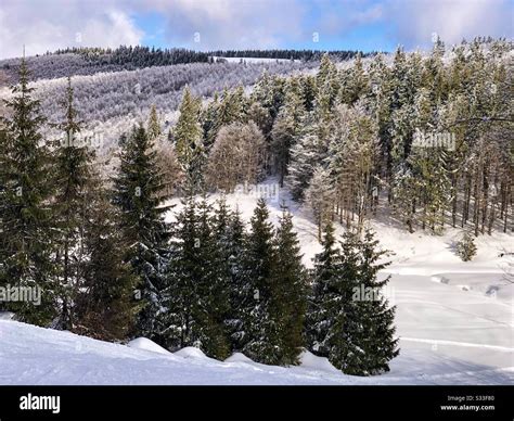 Coniferous forest covered in snow Stock Photo - Alamy