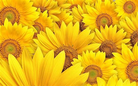 Sunflowers Wallpapers - Wallpaper Cave