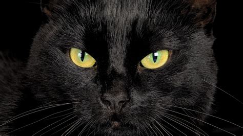 Black Cat Eyes HD desktop wallpaper : Widescreen : High Definition : Fullscreen