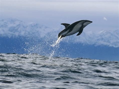 Dusky Dolphin New Zealand Wallpaper - Free HD Downloads