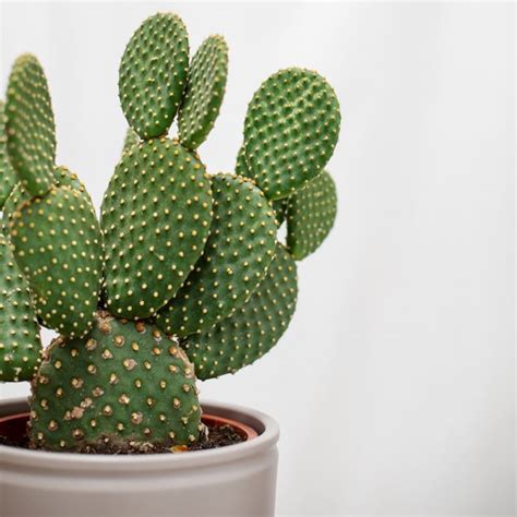 Cactus Opuntia | Colvin Italia