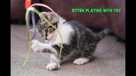 Kitten Playing With Toy........ - YouTube