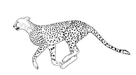 Realistic Cheetah Coloring Pages at GetDrawings | Free download