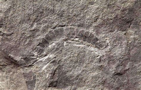 Fossil of Giant Millipede Unearthed in England – Science Huβ Publishing- Leading the Information ...