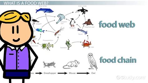 Arctic Marine Food Web