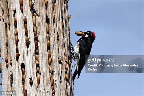 471 Acorn Woodpecker Stock Photos, High-Res Pictures, and Images - Getty Images