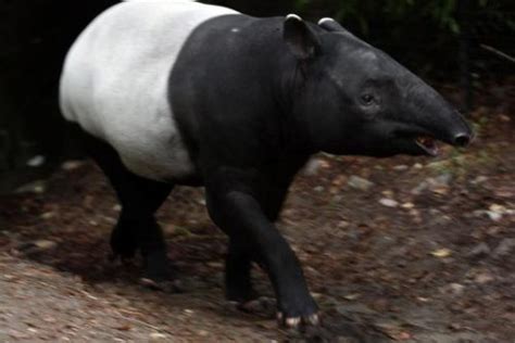 Malayan Tapir Facts | Anatomy, Diet, Habitat, Behavior - Animals Time