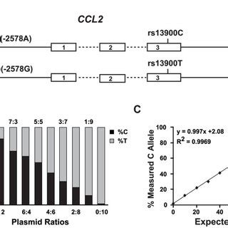 A. Schematic of the CCL2 gene structure and the LD between regulatory... | Download Scientific ...