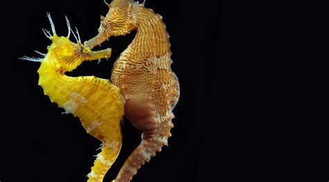 Seahorse: Characteristics, reproduction, habitat and more