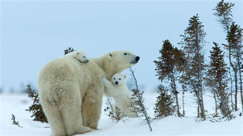 Bing HD Wallpaper Nov 18, 2023: Polar bear season in Manitoba - Bing ...