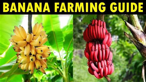 Banana Farming/Cultivation - Discover Agriculture