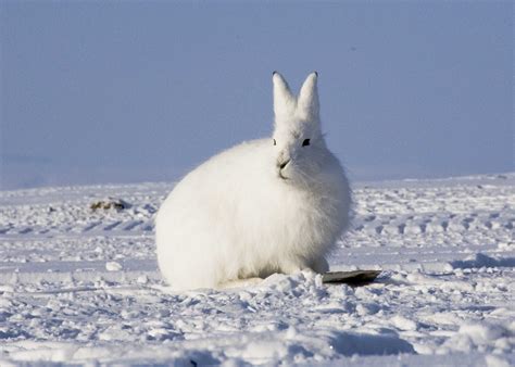 The arctic hare is also called as polar rabbit. It has splendid adaptations that enable it to ...