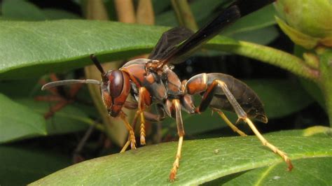 Big and bold wasp queens may create more successful colonies