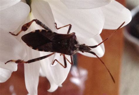 Western Conifer Seed Bug enters home - What's That Bug?