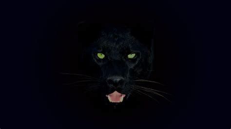 Black Leopard Wallpapers - Top Free Black Leopard Backgrounds ...