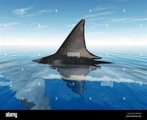 Great White Shark Fin Stock Photo - Alamy