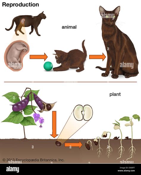 Animal and plant reproduction Stock Photo - Alamy