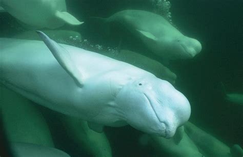 Beluga Whale Unfortunately, belugas sit at the top of an ailing food chain. The whales depend on ...