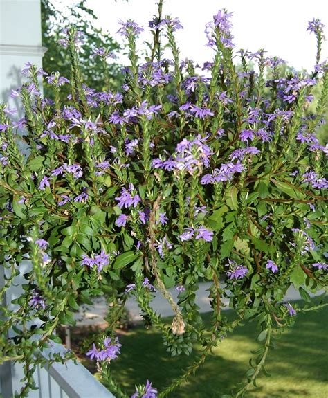 Scaevola aemula 'Blue Wonder' Scaevola | Garden Center Marketing