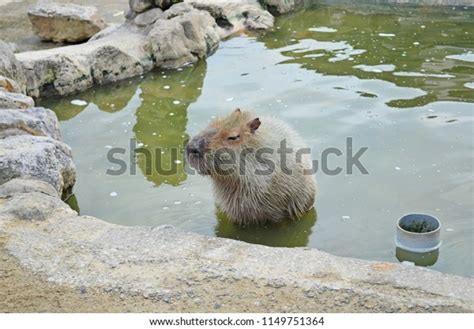 Capybara Zoo Japan Stock Photo 1149751364 | Shutterstock